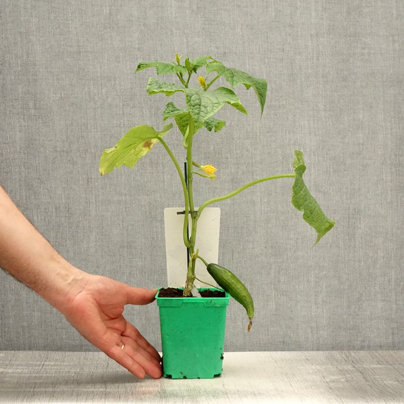 Spécimen de Concombre Bella en plants GREFFES en pot  Pot de 10 cm/11cm tel que livré au printemps