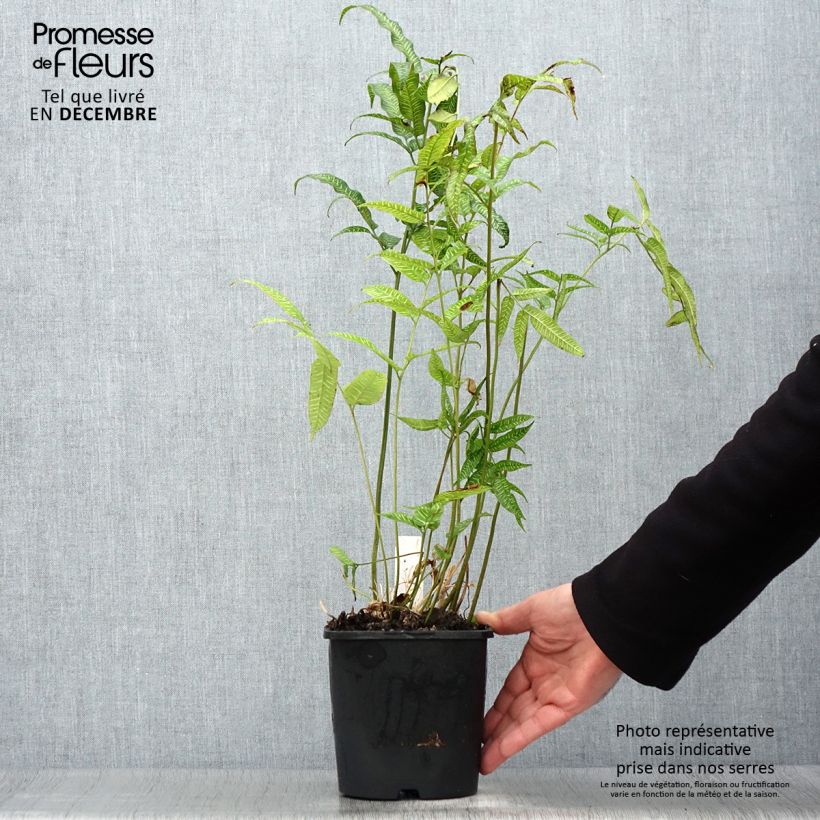 Spécimen de Coniogramme emeiensis - Fougère bambou Pot de 2L/3L tel que livré en hiver