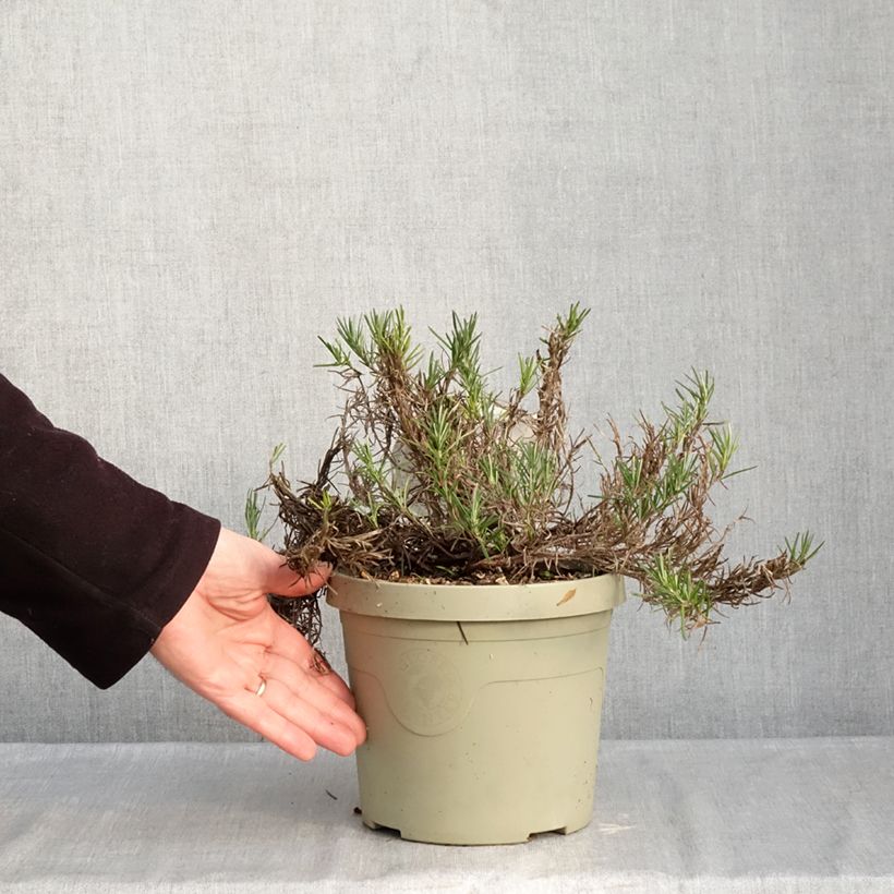 Spécimen de Conradina Little Rosie - Faux romarin Pot de 3L/4L tel que livré en hiver