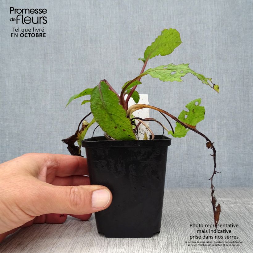 Spécimen de Consoude à grandes fleurs - Symphytum grandiflorum Godet de 8/9 cm tel que livré en automne