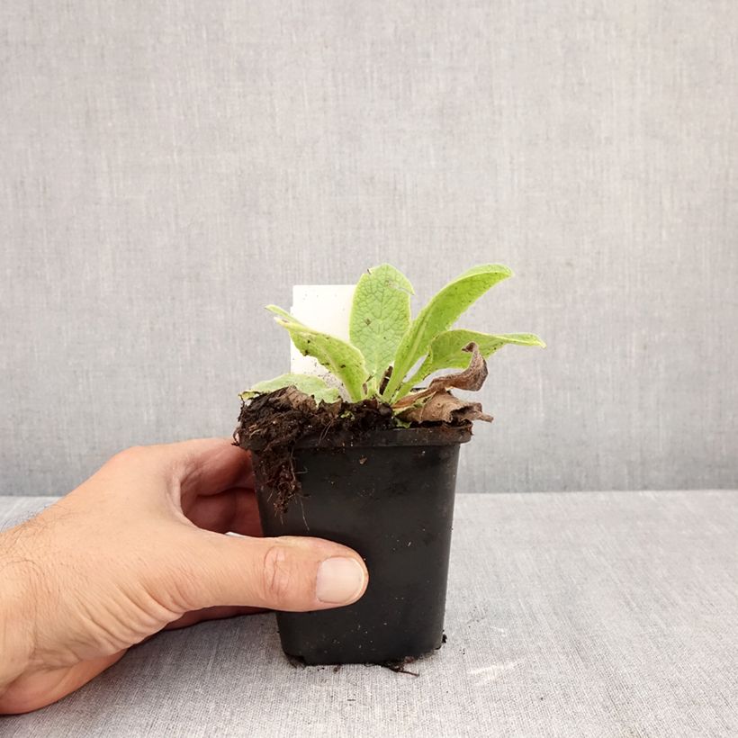 Spécimen de Consoude - Symphytum azureum Godet de 8/9 cm tel que livré en automne