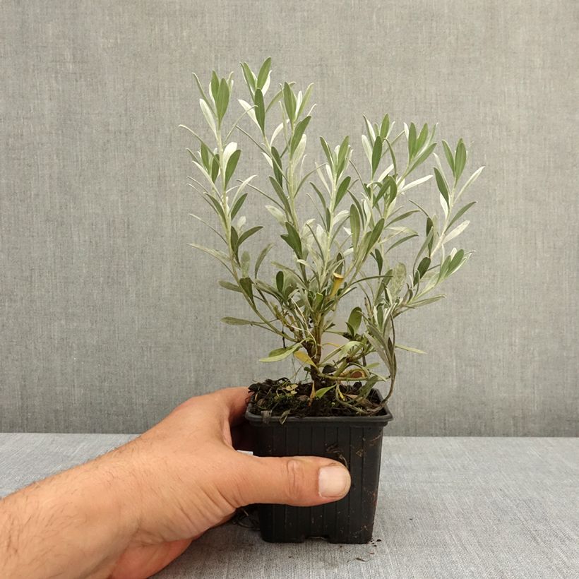 Spécimen de Convolvulus cneorum - Liseron argenté Godet de 8/9 cm tel que livré au printemps
