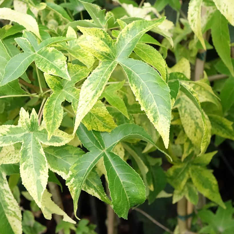 Copalme d'Amérique Aurora - Liquidambar styraciflua (Feuillage)