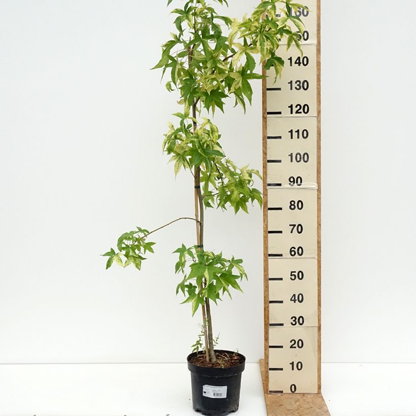 Spécimen de Copalme d'Amérique Aurora - Liquidambar styraciflua Pot de 4L/5L tel que livré en été