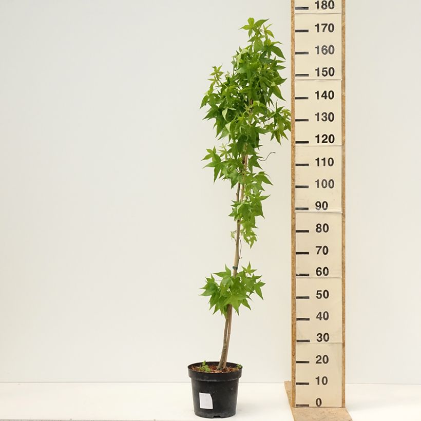 Spécimen de Copalme d'Amérique Aurora - Liquidambar styraciflua Pot de 4L/5L tel que livré au printemps