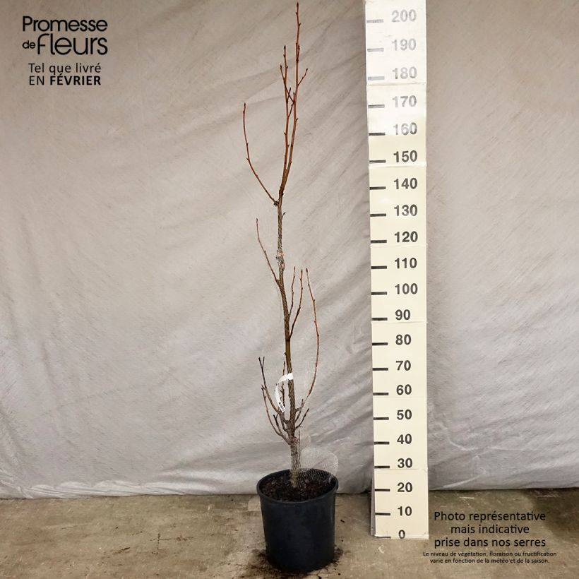 Spécimen de Copalme d'Amérique - Liquidambar styracyflua Stella Pot de 12L/15L tel que livré en hiver