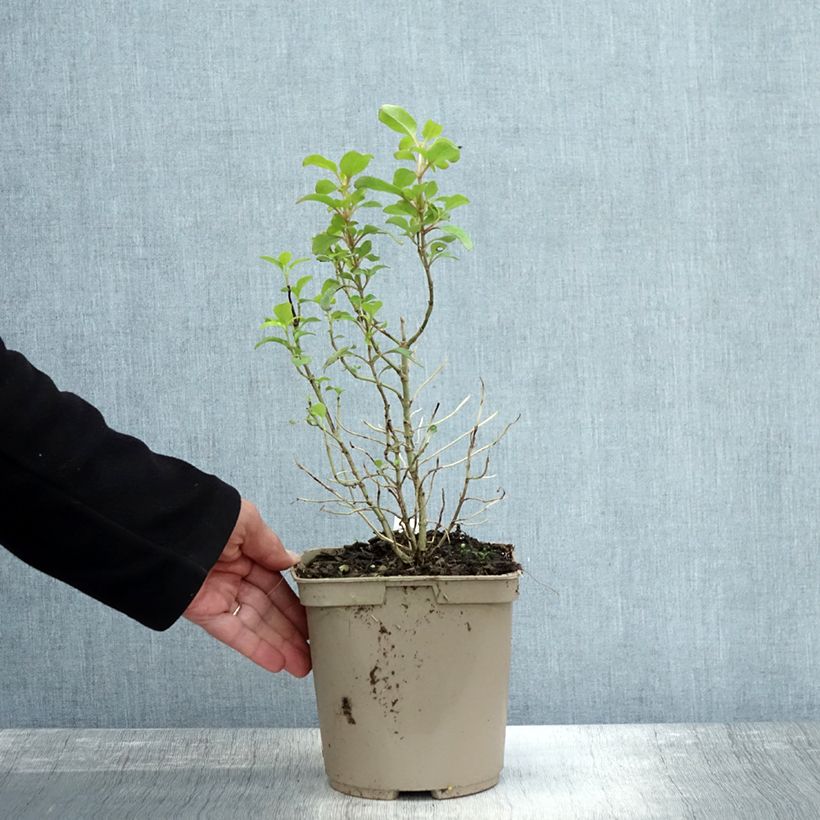 Spécimen de Coprosma Pina colada - Plante miroir Pot de 3L/4L tel que livré en automne