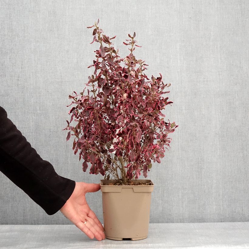 Spécimen de Coprosma repens Eclipse Pot de 3L/4L tel que livré en hiver