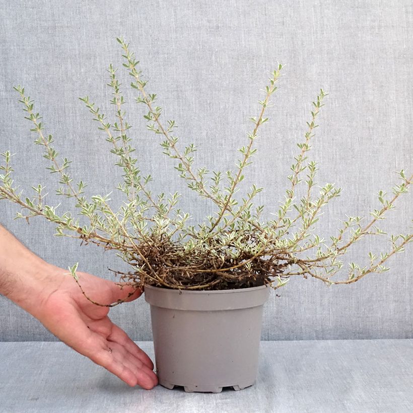 Spécimen de Coprosma x kirkii Variegata Pot de 2L/3L tel que livré en été