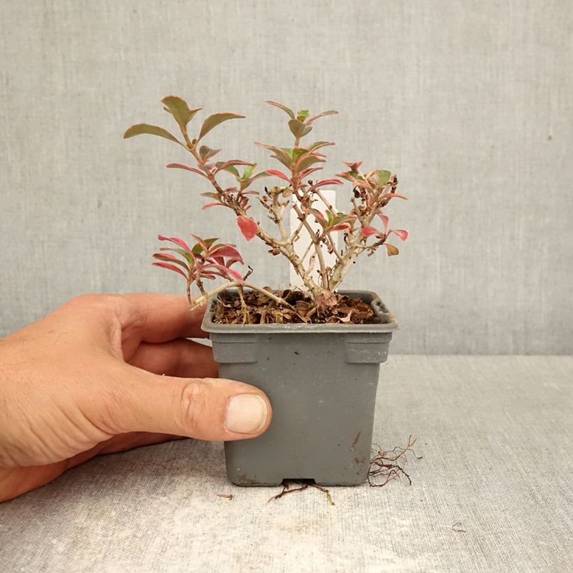 Spécimen de Coprosma (x) repens Fire Burst Godet de 8/9 cm tel que livré au printemps