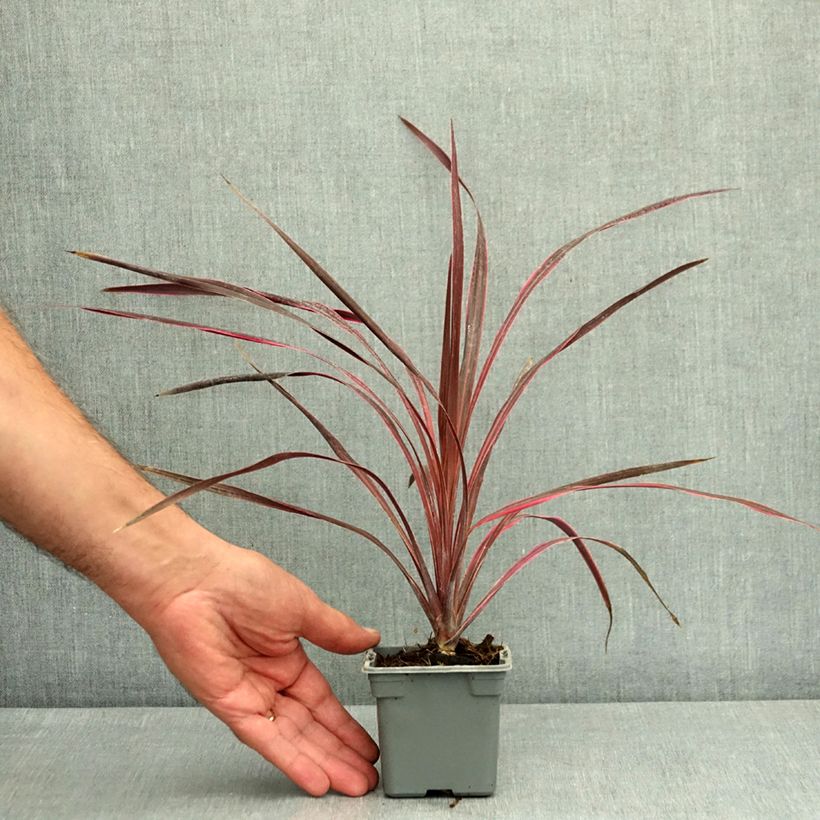 Spécimen de Cordyline australis Cherry Sensation Godet de 8/9 cm tel que livré en été