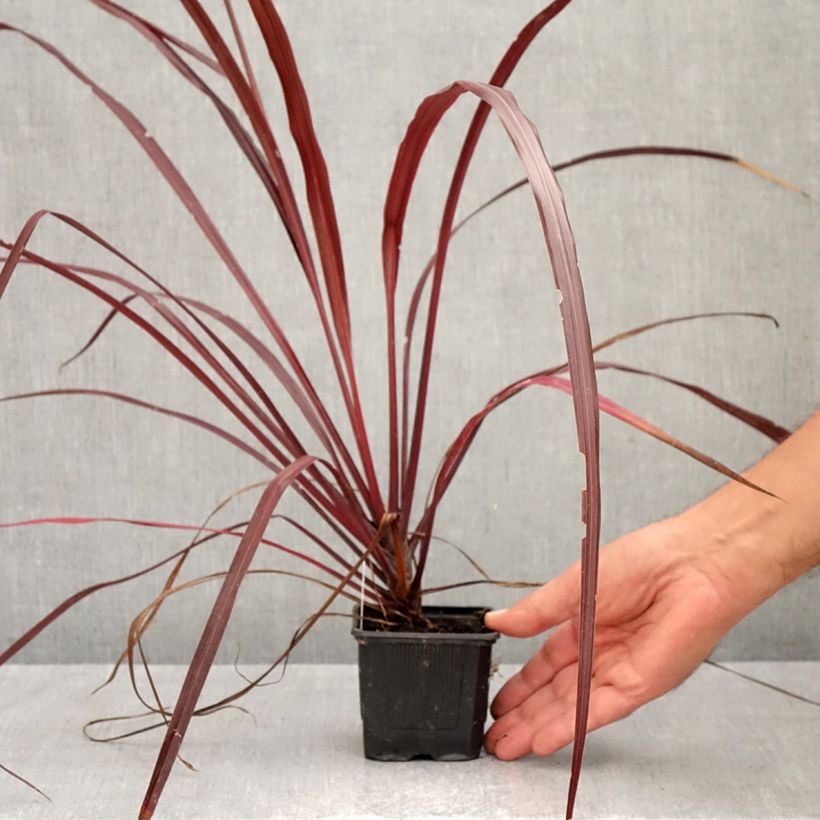 Spécimen de Cordyline australis Design a Line Burgundy Godet de 8/9 cm tel que livré en automne