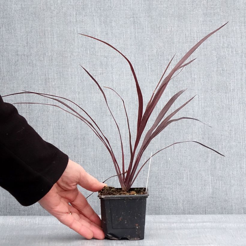 Spécimen de Cordyline australis Design a Line Burgundy Godet de 8/9 cm tel que livré en hiver