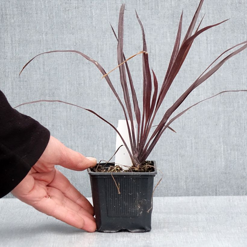 Amostra de Cordyline australis Design a Line Burgundy Vaso de 8/9 cm tal como entregue na primavera