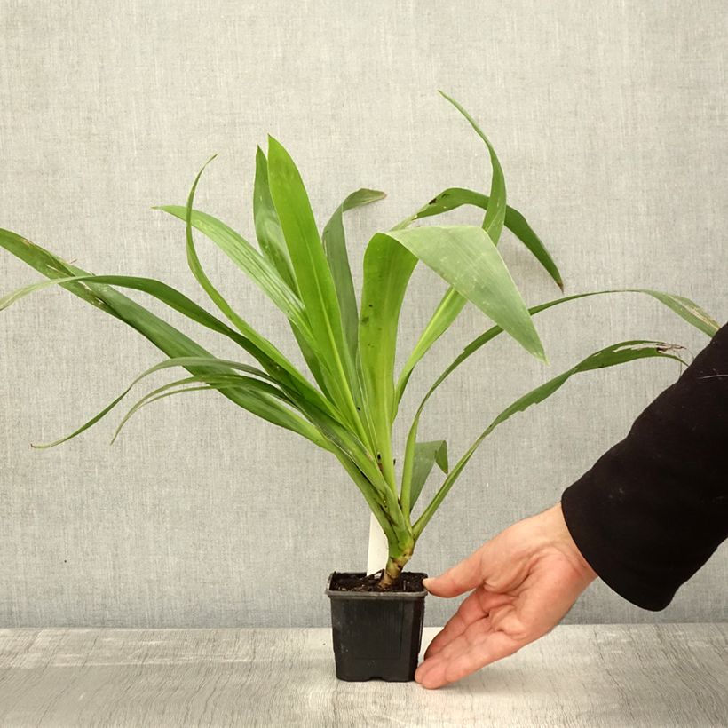 Spécimen de Cordyline australis Emerald Star Artic Jungle Godet de 8/9 cm tel que livré en automne