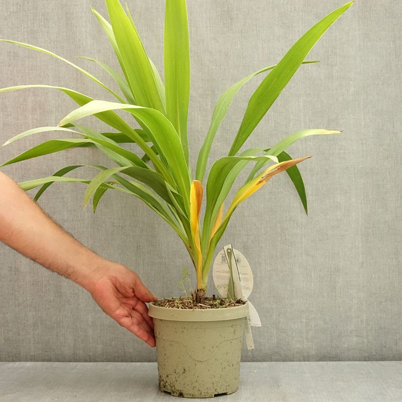 Spécimen de Cordyline australis Emerald Star Artic Jungle Pot de 2L/3L tel que livré en été