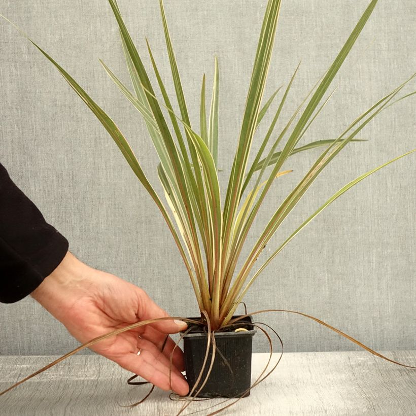 Spécimen de Cordyline australis Fantasy Godet de 8/9 cm tel que livré en automne