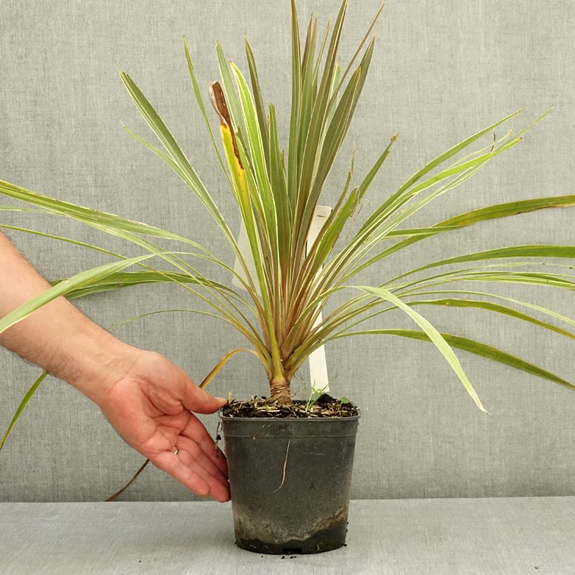 Spécimen de Cordyline australis Fantasy Pot de 2L/3L tel que livré en été