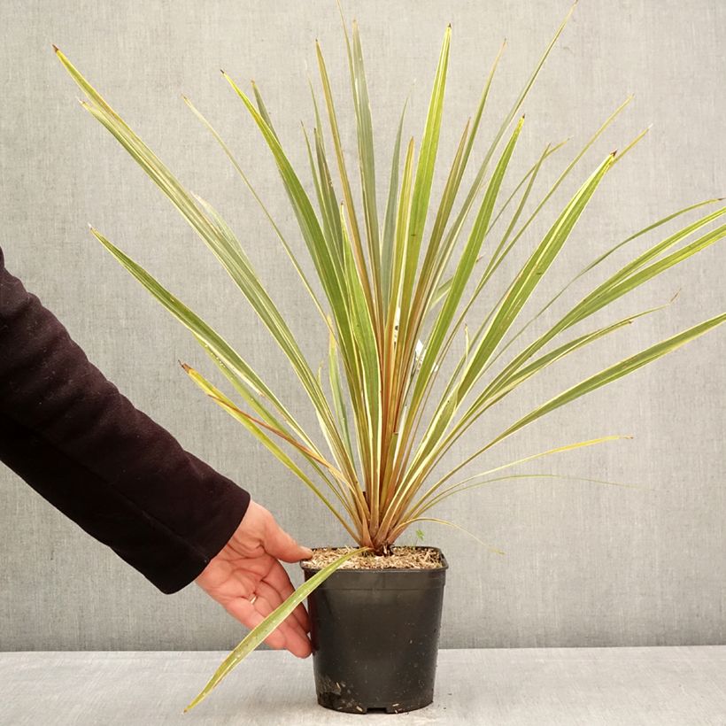 Spécimen de Cordyline australis Fantasy Pot de 2L/3L tel que livré au printemps