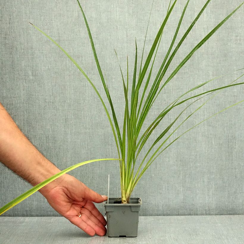 Spécimen de Cordyline australis Godet de 8/9 cm tel que livré en été