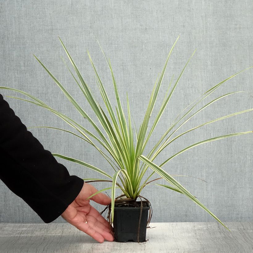 Spécimen de Cordyline australis Lime Passion Godet de 8/9 cm tel que livré en automne