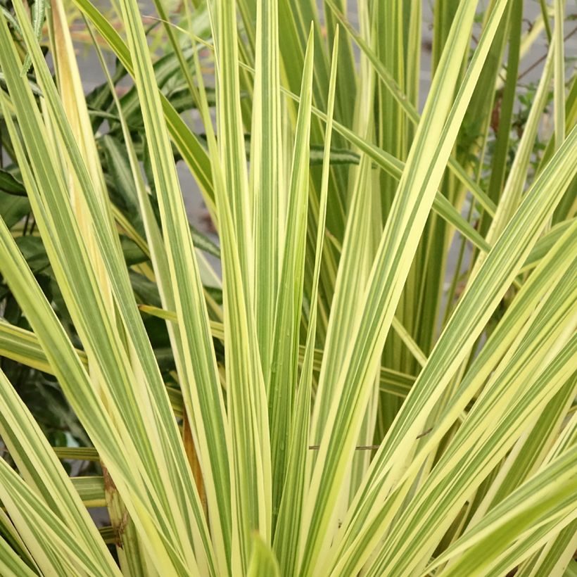 Cordyline australis Lime Passion (Feuillage)