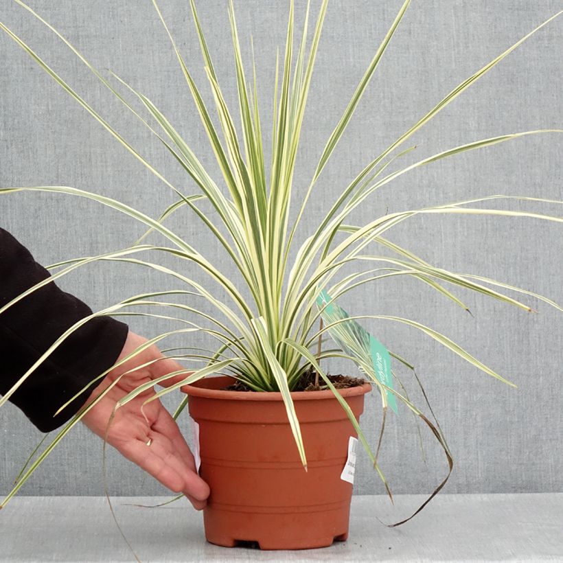 Spécimen de Cordyline australis Lime Passion Pot de 2L/3L tel que livré au printemps