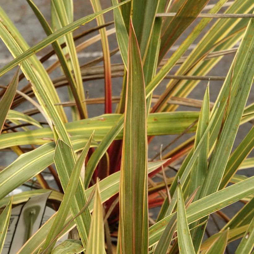 Cordyline australis Magic Star (Feuillage)