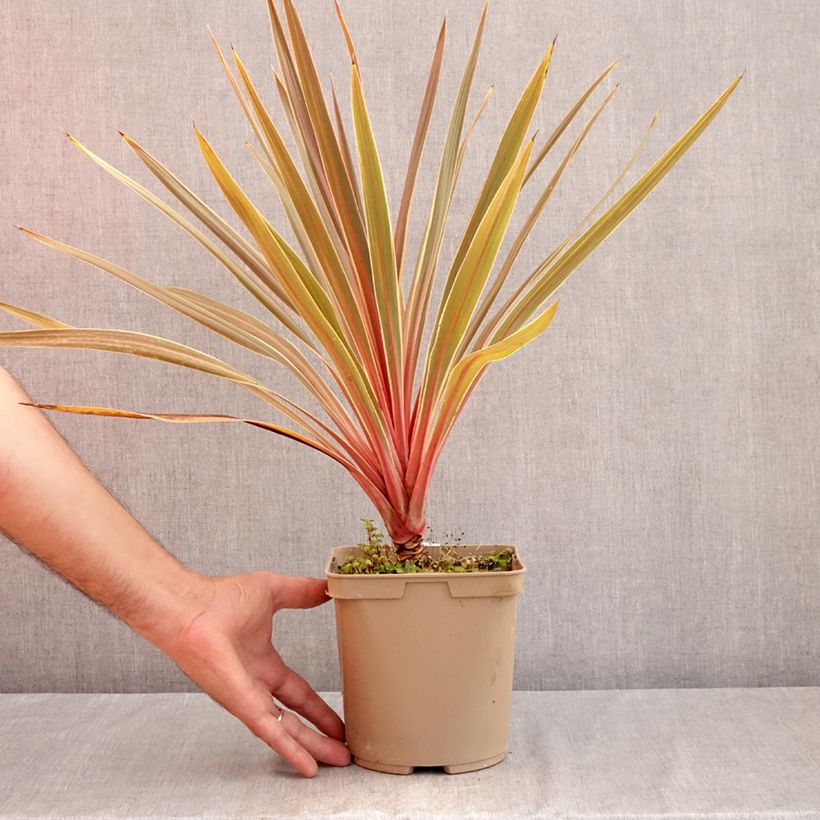 Spécimen de Cordyline australis Magic Star Pot de 3L/4L tel que livré en été