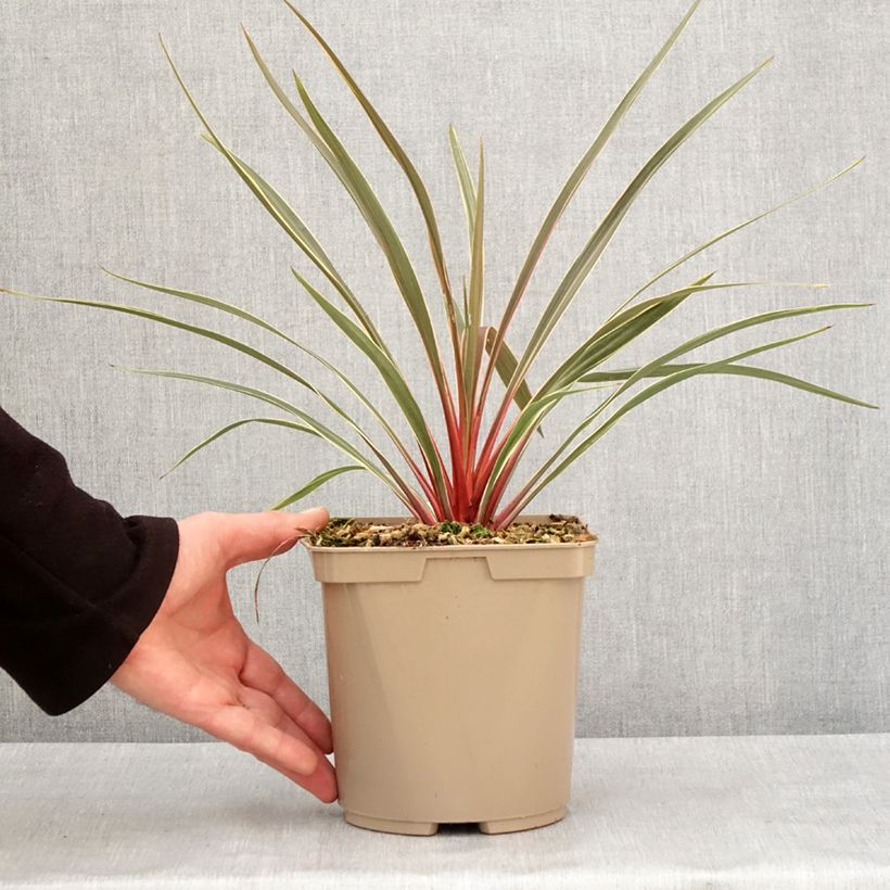 Spécimen de Cordyline australis Magic Star Pot de 3L/4L tel que livré en hiver