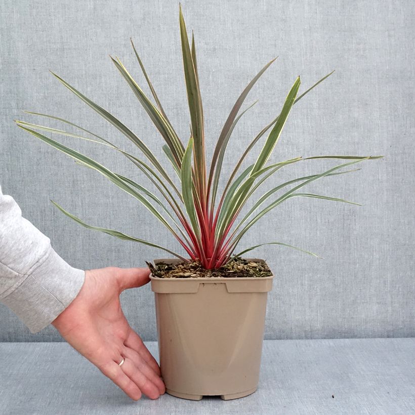Spécimen de Cordyline australis Magic Star Pot de 3L/4L tel que livré au printemps