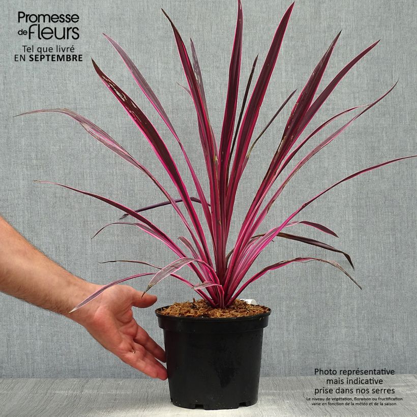Spécimen de Cordyline australis Pink passion Pot de 2L/3L tel que livré en automne