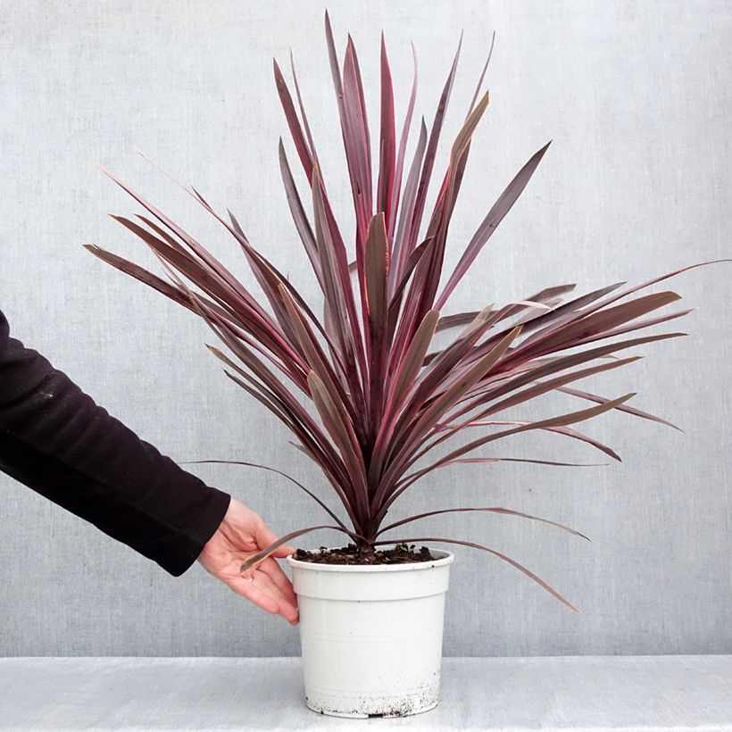 Spécimen de Cordyline australis Pink passion Pot de 4L/5L tel que livré en automne