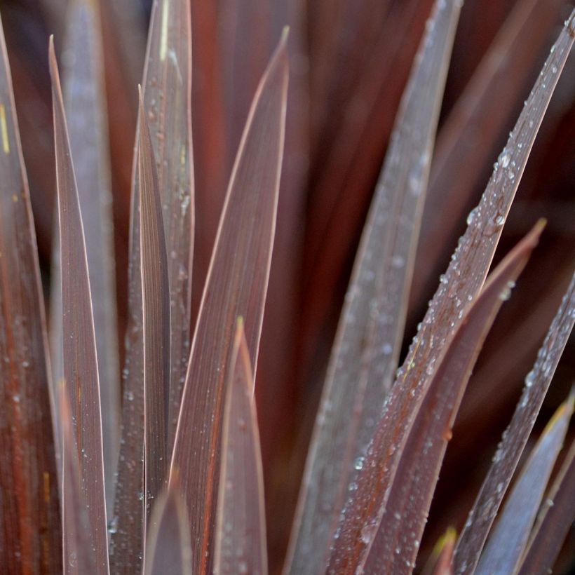 Cordyline australis Red Star (Feuillage)