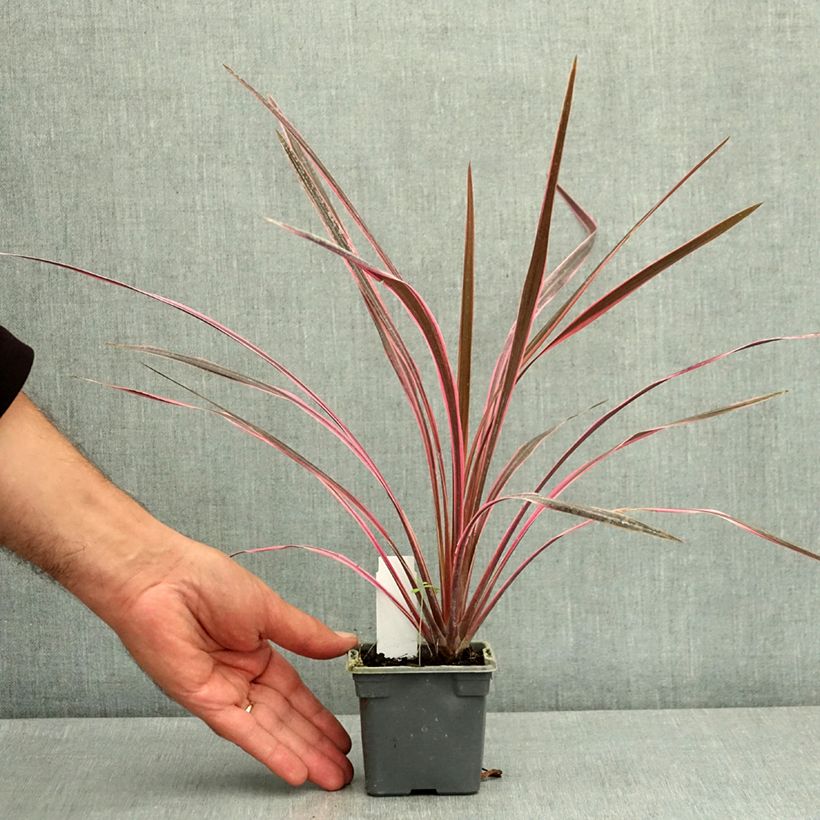 Spécimen de Cordyline australis Southern Splendour Godet de 8/9 cm tel que livré en été