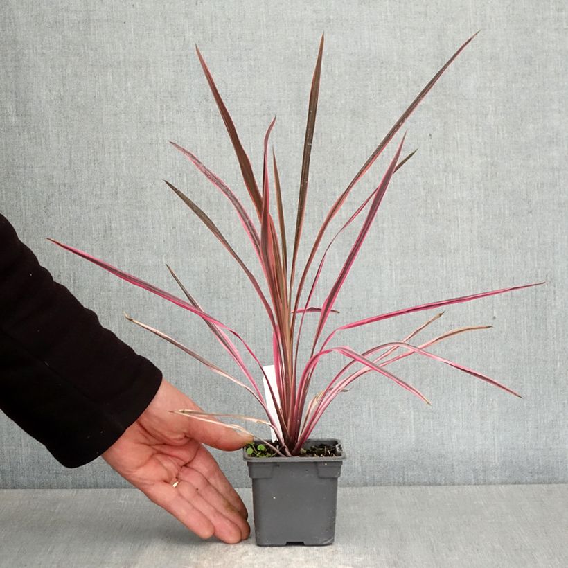 Spécimen de Cordyline australis Southern Splendour Godet de 8/9 cm tel que livré au printemps