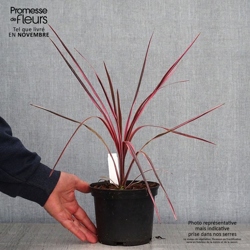 Spécimen de Cordyline australis Southern Splendour Pot de 2L/3L tel que livré en automne