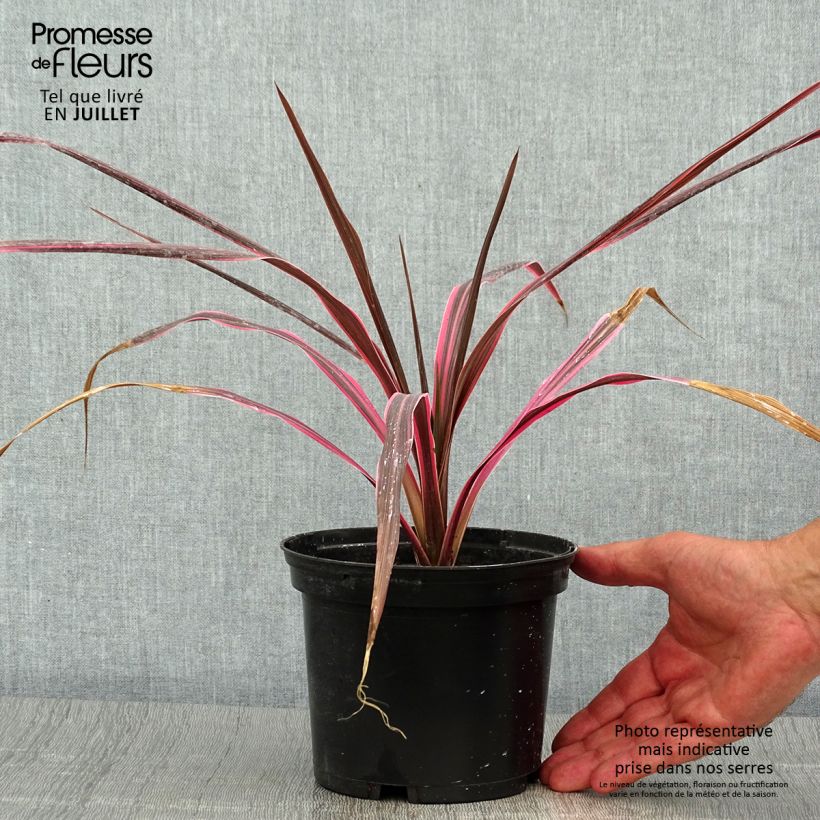 Spécimen de Cordyline australis Southern Splendour Pot de 2L/3L tel que livré en été