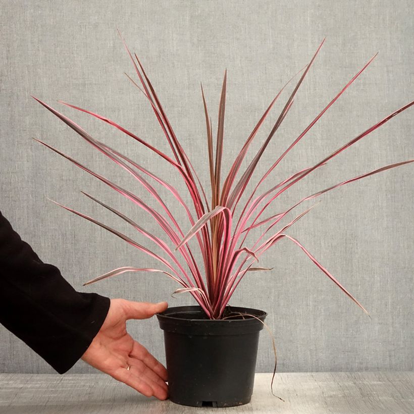 Cordyline australis Southern Splendour - Cordiline Vaso da 2L/3L esemplare consegnato in primavera