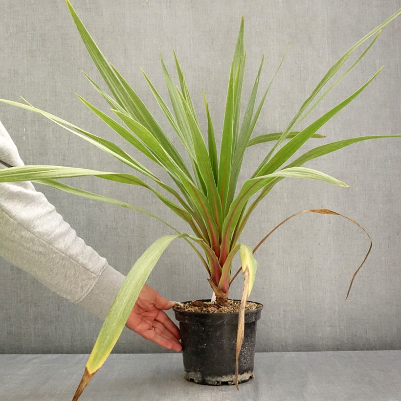 Spécimen de Cordyline australis Sundance Pot de 2L/3L tel que livré en automne