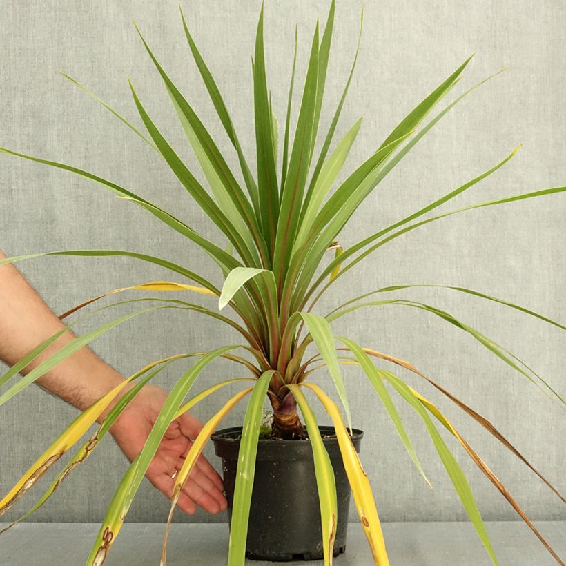 Spécimen de Cordyline australis Sundance Pot de 2L/3L tel que livré en été