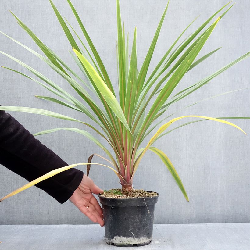 Spécimen de Cordyline australis Sundance Pot de 2L/3L tel que livré en hiver
