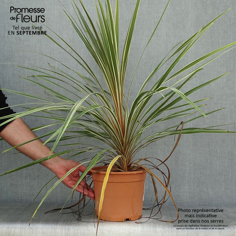 Spécimen de Cordyline australis Torbay Dazzler Pot de 4L/5L tel que livré en automne