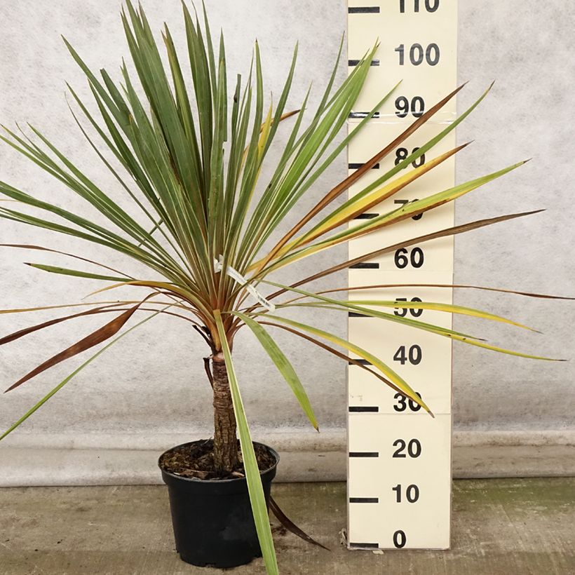 Spécimen de Cordyline australis Torbay Dazzler Pot de 4L/5L tel que livré en automne