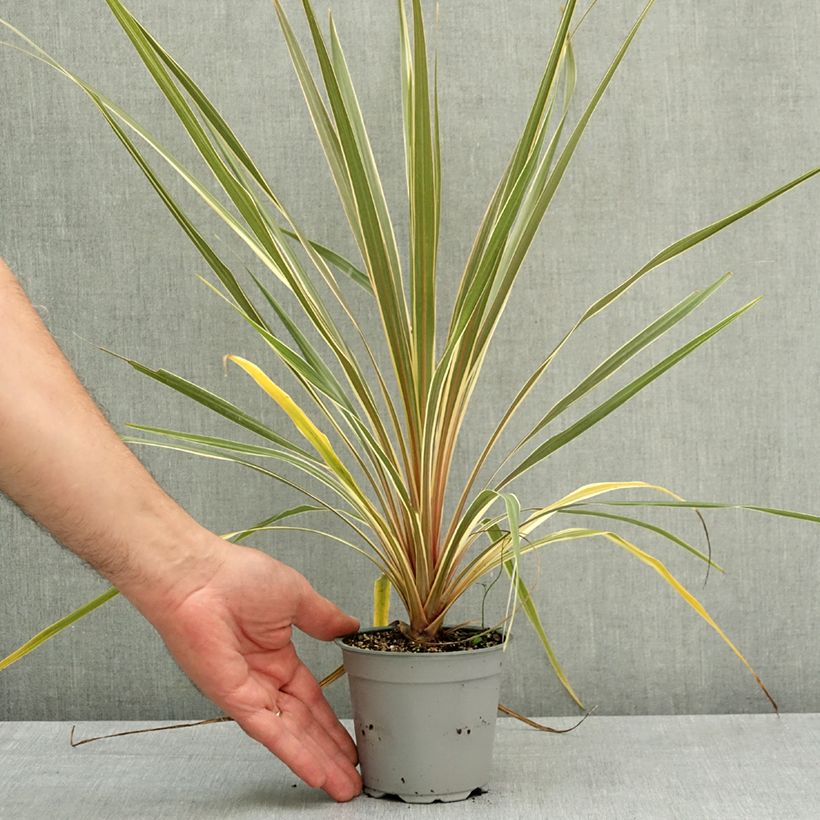 Spécimen de Cordyline australis Torbay Dazzler Pot de 12 cm / 13 cm tel que livré au printemps