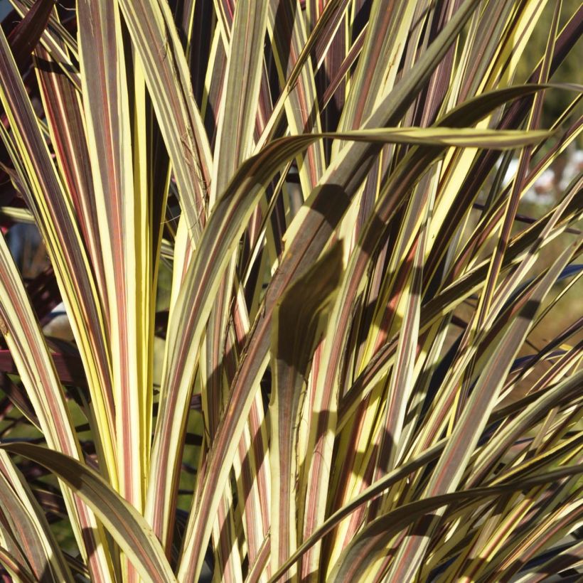Cordyline banksii Electric Flash - Cordyline (Feuillage)
