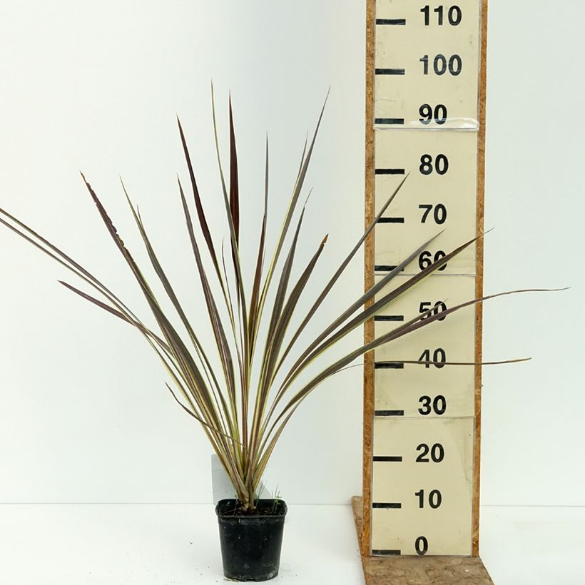 Spécimen de Cordyline banksii Electric Flash - Cordyline Pot de 1,5L/2L tel que livré en été