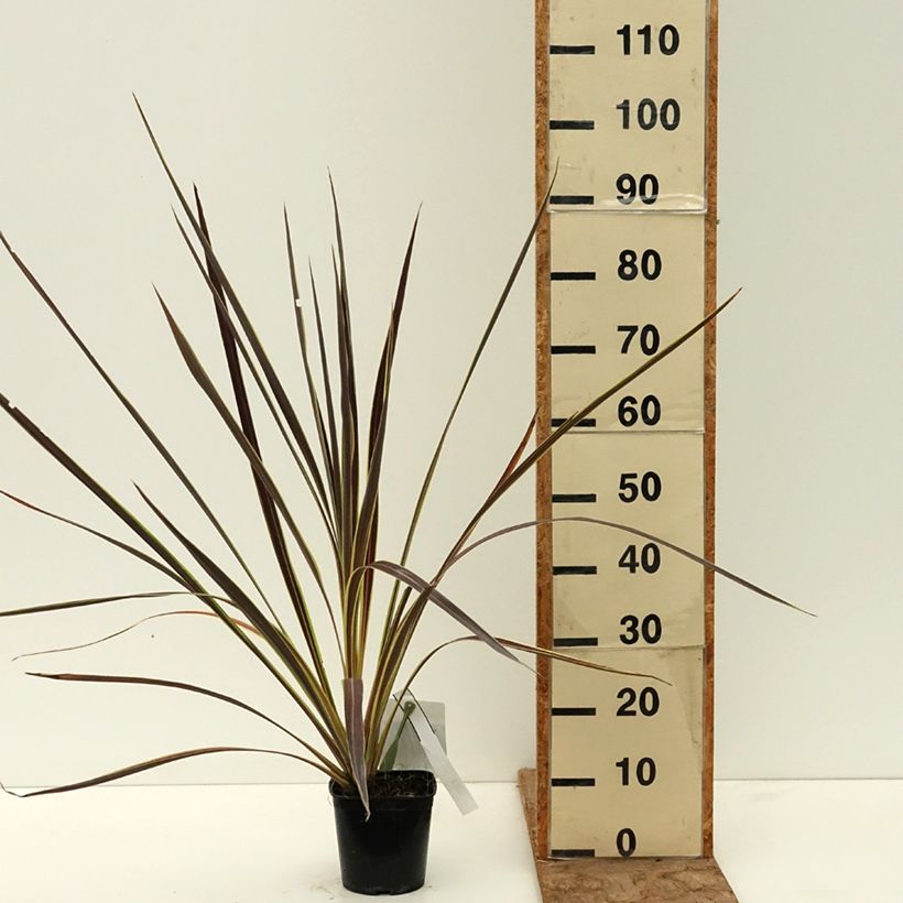 Spécimen de Cordyline banksii Electric Flash - Cordyline Pot de 1,5L/2L tel que livré au printemps