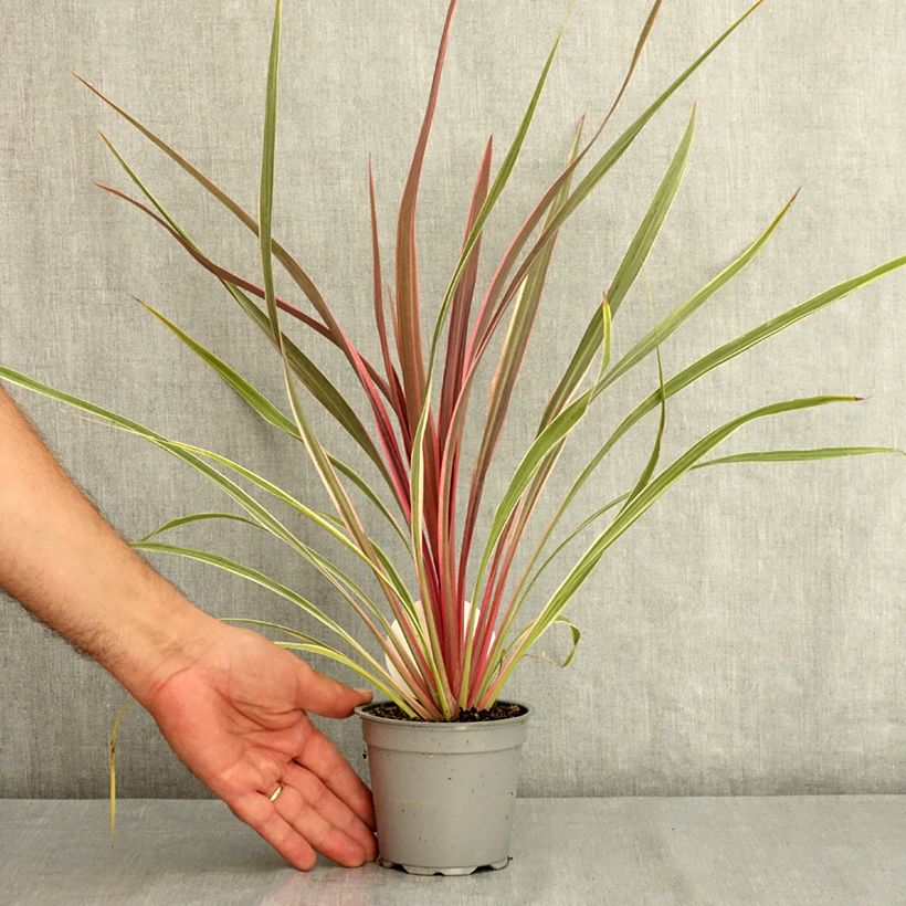 Spécimen de Cordyline Can Can Pot de 12 cm / 13 cm tel que livré en été