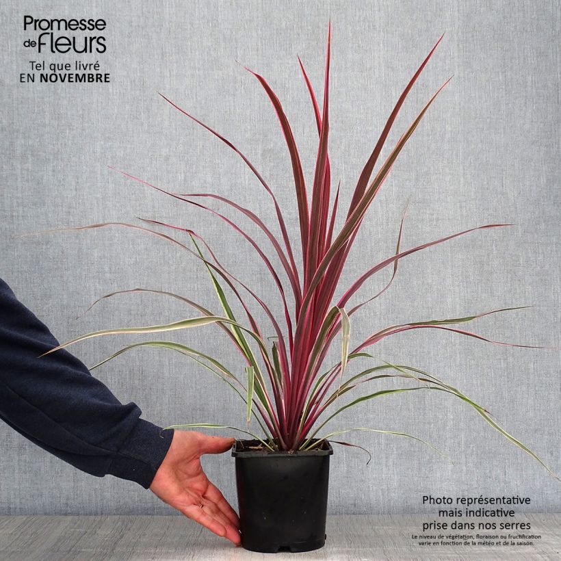 Spécimen de Cordyline Can Can Pot de 2L/3L tel que livré en automne